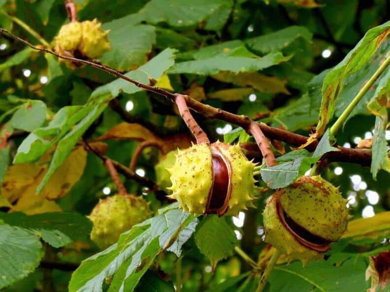 Aus der Rosskastanie wurde früher eine heilende Tinktur für Krampfadern hergestellt